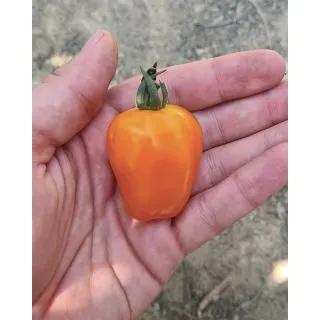 Compra TOMATE FTI 035 F1 (500 Semillas). en la tienda online Fito Agrícola