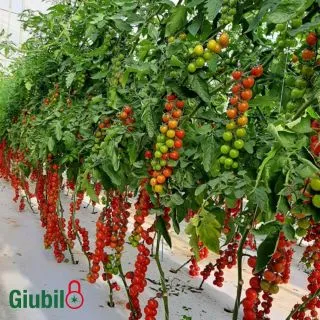 Compra TOMATE GIUBILO (1000 Semillas). en la tienda online Fito Agrícola