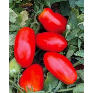 Compra TOMATE GRANDE F1 (1.000 Semillas). en la tienda online Fito Agrícola