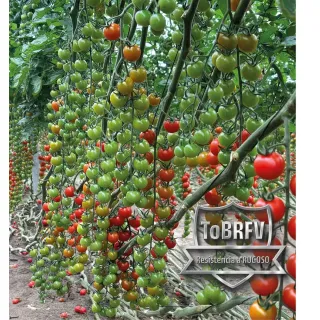 Compra TOMATE GUARANÍ F1 (1.000 Semillas). en la tienda online Fito Agrícola