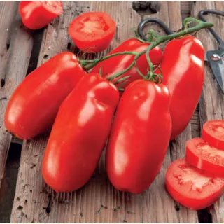 Compra TOMATE MARZANO P4 Pildorada (5.000 Semillas). en la tienda online Fito Agrícola