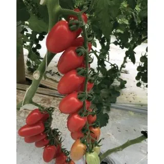 Compra TOMATE MARZEMINO F1 Pildorado (1.000 Semillas). en la tienda online Fito Agrícola