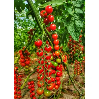 Compra TOMATE NICAREDDHU F1 (1.000 Semillas). en la tienda online Fito Agrícola