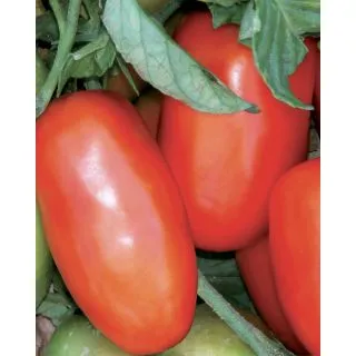 Compra TOMATE MISS BETTY F1 OR Pildorado (25.000 Semillas). en la tienda online Fito Agrícola