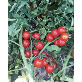 Compra TOMATE PIZZUTELLO OR Pildorado (5.000 Semillas). en la tienda online Fito Agrícola