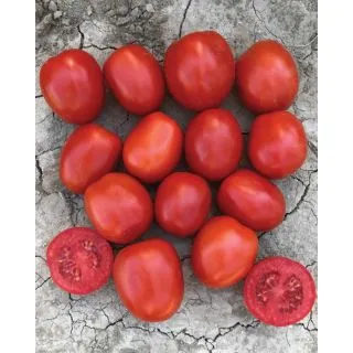 Compra TOMATE ORION SWR F1 Pildorado (5.000 Semillas). en la tienda online Fito Agrícola