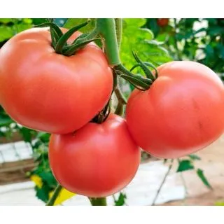 Compra TOMATE PEÑARROYA F1 (1000 Semillas). en la tienda online Fito Agrícola