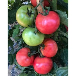Compra TOMATE PENSIEROSA F1 (1.000 Semillas). en la tienda online Fito Agrícola