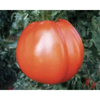 Compra TOMATE PERBRUZZO F1 Pildorado (5.000 Semillas). en la tienda online Fito Agrícola