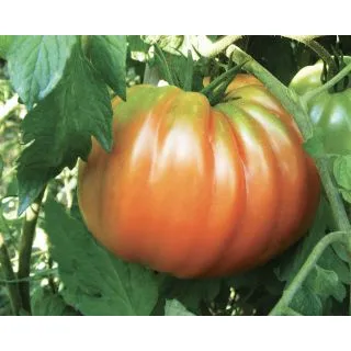 Compra TOMATE PERESISTO F1 (1.000 Semillas). en la tienda online Fito Agrícola