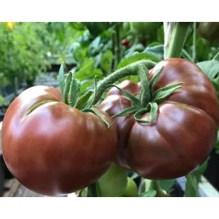Compra TOMATE PRINCE NOIR F1 (500 Semillas). en la tienda online Fito Agrícola