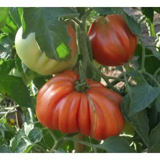 Compra TOMATE DE LIGURIA RED PEAR M11 en la tienda online Fito Agrícola