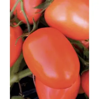 Compra TOMATE RIO FOUR (50 gr.). en la tienda online Fito Agrícola