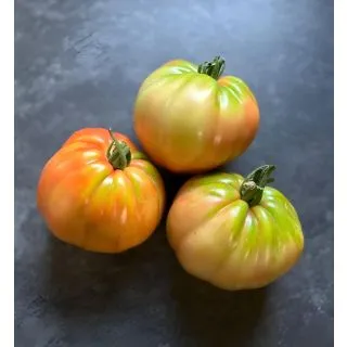 Compra TOMATE SAN REMO F1 (1.000 Semillas) en la tienda online Fito Agrícola