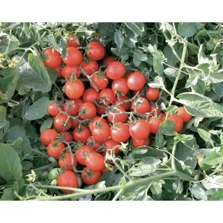 Compra TOMATE SCINTILLA F1 (1.000 Semillas). en la tienda online Fito Agrícola