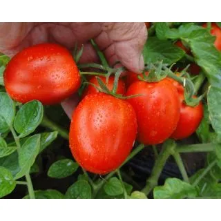 Compra TOMATE SIMBOL F1 Pildorado (100.000 Semillas). en la tienda online Fito Agrícola