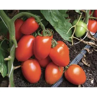 Compra TOMATE SMILE F1 Pildorado (5.000 Semillas). en la tienda online Fito Agrícola