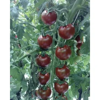 Compra TOMATE SUNBROWN F1 (500 Semillas). en la tienda online Fito Agrícola