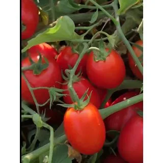 Compra TOMATE SVTM9034 F1 (25.000 Semillas). en la tienda online Fito Agrícola