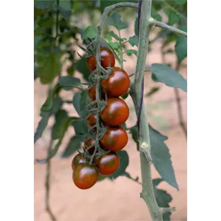 Compra TOMATE TCX 1168 F1 (1.000 Semillas). en la tienda online Fito Agrícola