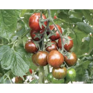 Compra TOMATE TIGROTTO F1 (1.000 Semillas). en la tienda online Fito Agrícola