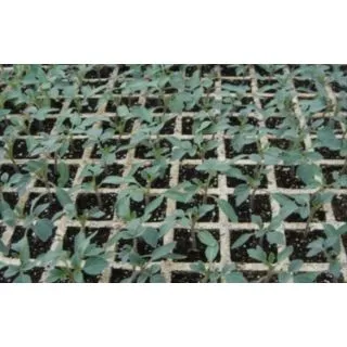 Compra TOMATE TOMAPIE F1 (1000 Semillas). en la tienda online Fito Agrícola