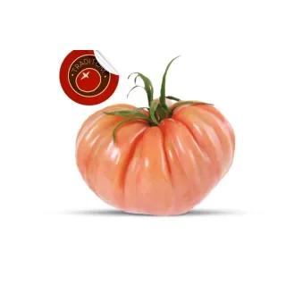 Compra TOMATE TX 2146 F1 (1.000 Semillas). en la tienda online Fito Agrícola