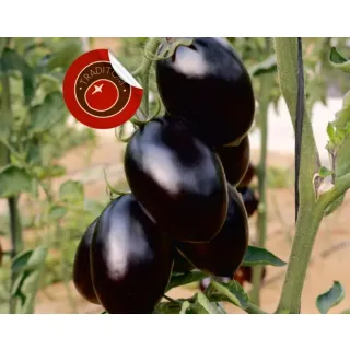 Compra TOMATE TXP 2105 F1 (1.000 Semillas). en la tienda online Fito Agrícola
