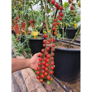 Compra TOMATE UG 1560 F1 (1.000 Semillas) en la tienda online Fito Agrícola