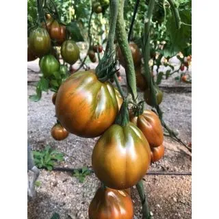 Compra TOMATE UG 3329 F1 (1.000 Semillas) en la tienda online Fito Agrícola