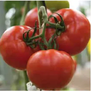 Compra TOMATE VINICIO F1 (1.000 Semillas) en la tienda online Fito Agrícola