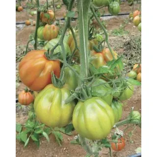 Compra TOMATE VORTEX F1 (500 Semillas) en la tienda online Fito Agrícola