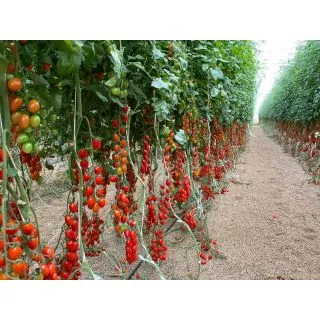 Compra TOMATE WINDSOR (1000 Semillas). en la tienda online Fito Agrícola