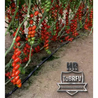 Compra TOMATE YPACARAÍ F1 (1.000 Semillas). en la tienda online Fito Agrícola