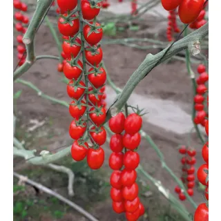 Compra TOMATE YUPARANÁ F1 (1.000 Semillas). en la tienda online Fito Agrícola