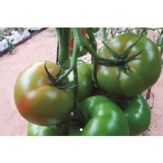 Compra TOMATE ZIMBRU F1 (1000 Semillas). en la tienda online Fito Agrícola