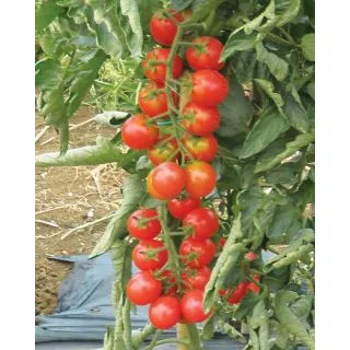 Compra TOMATE ZUCCHERO F1 (1.000 Semillas) en la tienda online Fito Agrícola