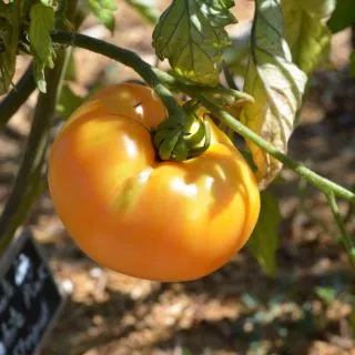 Compra TOMATE BIG WHITE PINK STRIPES AB (50 Semillas). en la tienda online Fito Agrícola