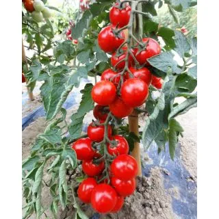 Compra TOMATE SETTIMINO F1 (1.000 Semillas). en la tienda online Fito Agrícola