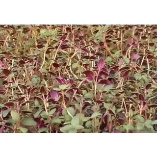 Compra TOMILLO SUMER THYME PLANTEL DESARROLLADO (28 Plantas) en la tienda online Fito Agrícola