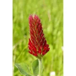 Compra TRÉBOL ENCARNADO SIGNAL (10 Kgr.). en la tienda online Fito Agrícola