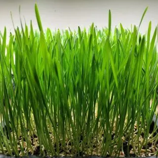Compra TRIGO MICROGREENS (5 Kgr.). en la tienda online Fito Agrícola