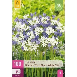 Compra TRITELEIA BLUE - WHITE XXL en la tienda online Fito Agrícola