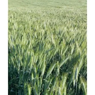 Compra TRITICALE TORCAL R1 Sin Tratar (25 Kgr.). en la tienda online Fito Agrícola
