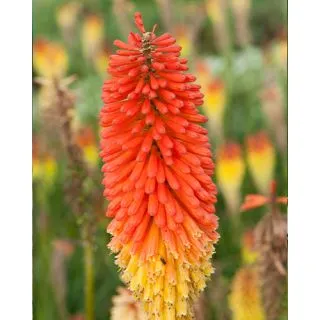 Compra TRITOMA (KNIPHOFIA) ALCAZAR (25 Unid.). en la tienda online Fito Agrícola