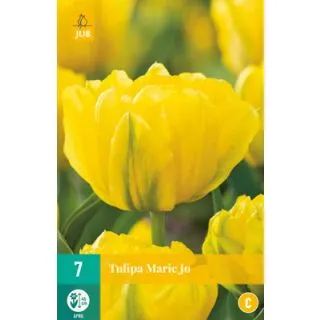 Compra TULIPÁN MARIE JO en la tienda online Fito Agrícola
