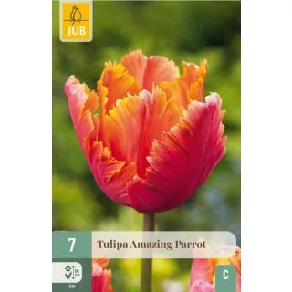 Compra TULIPÁN AMAZING PARROT en la tienda online Fito Agrícola