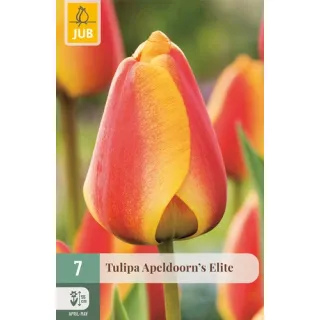 Compra TULIPÁN APELDOORNS ELITE en la tienda online Fito Agrícola