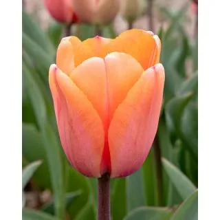 Compra TULIPÁN APRICOT IMPRESSION (100 Unid.) en la tienda online Fito Agrícola