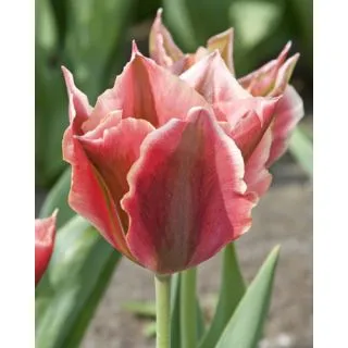 Compra TULIPÁN ARTIST (100 Unid.). en la tienda online Fito Agrícola